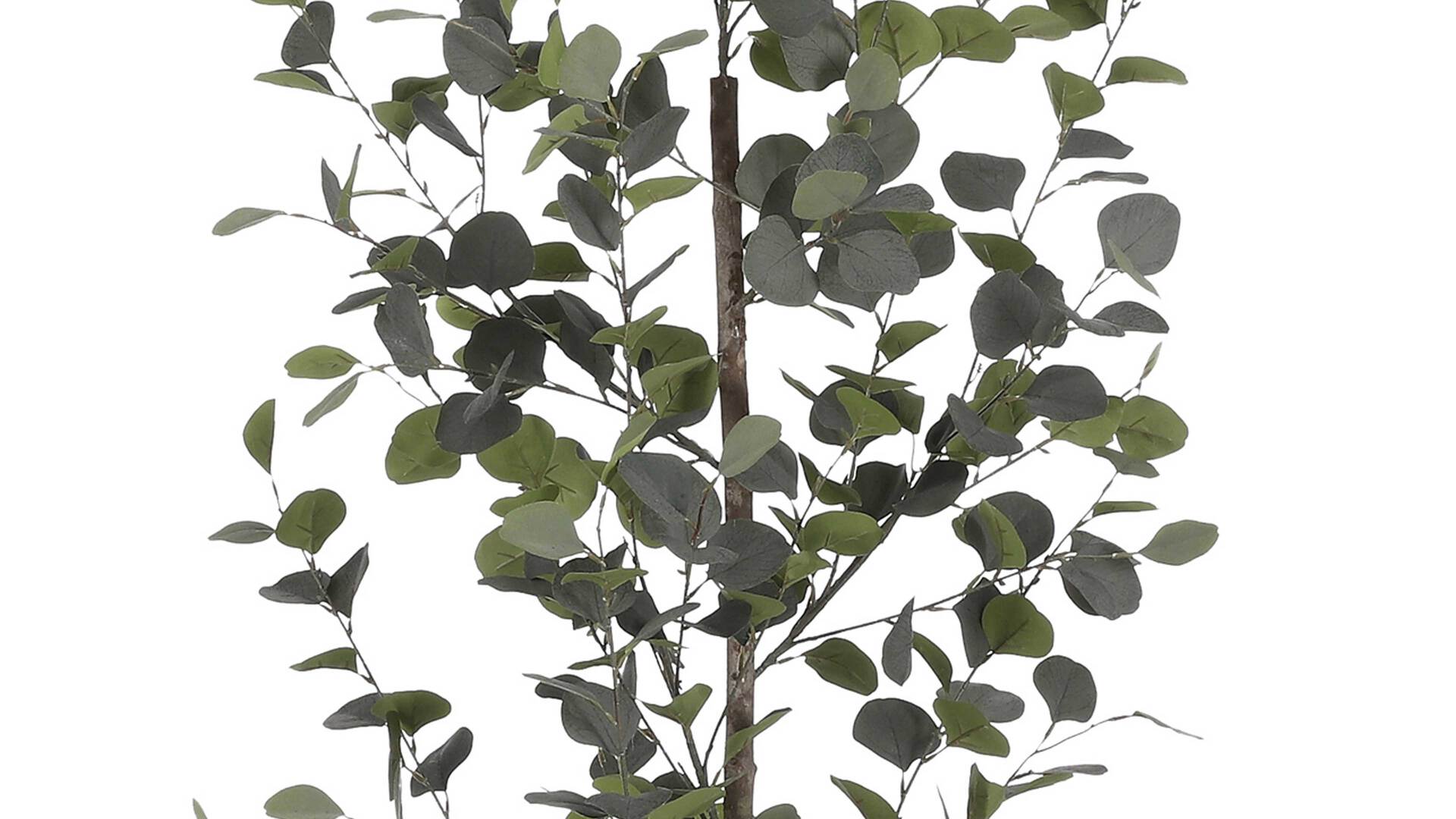 Eukalyptusstrauch