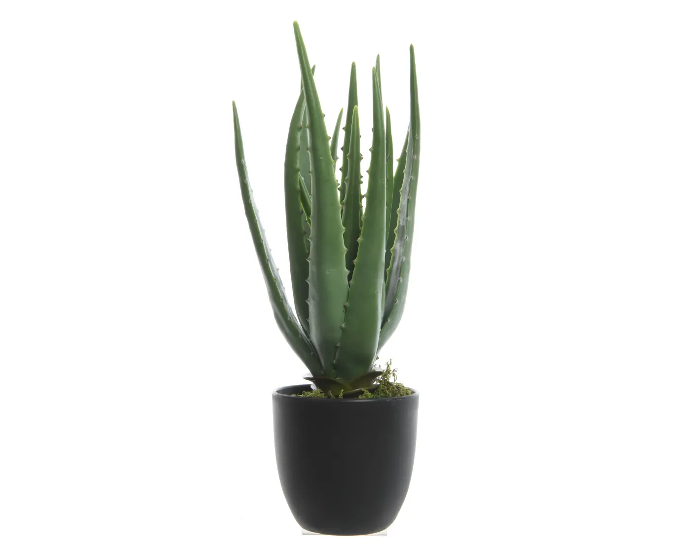 Aloe Vera im Topf